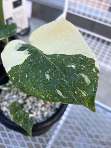 斑入りのモンステラに出会った。