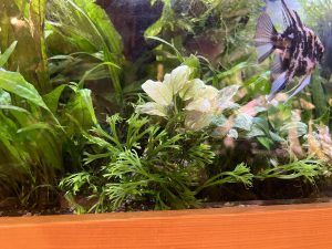 超多分岐シダに見惚れる...