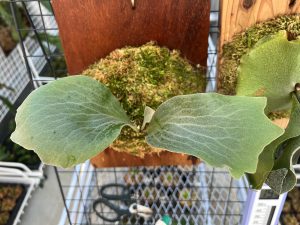 PANE1の胞子葉がたまらん...