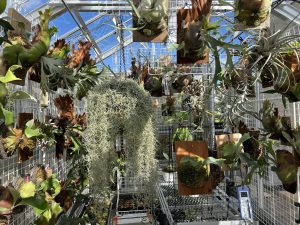 温室はパンパンです。