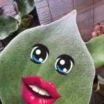 ビカクシダの表情。