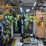 植物部屋の現在。
