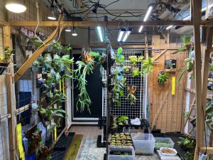 植物部屋の現在。