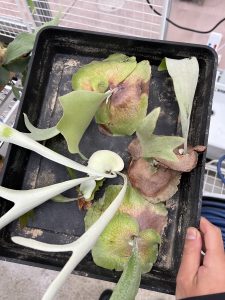 日々収穫というか間引き。