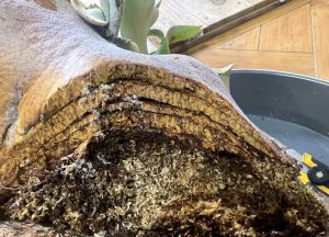 貯水葉を育てよう。