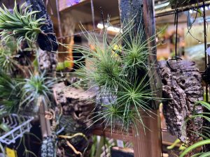 チランジアが可愛いので...