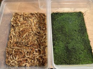 【胞子培養】水苔に前葉体を並べる作業。