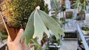 ウィリンキーが美しい...