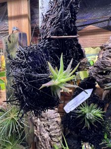 赤く染まるよチランジア。