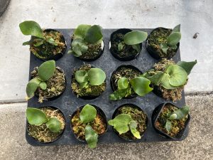 小苗を板付へ...