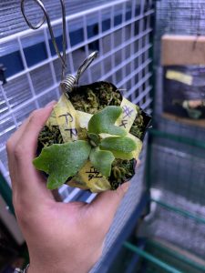 子株もなんか変だな...