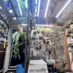 植物部屋が更に光りだす...