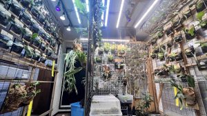 植物部屋が更に光りだす...