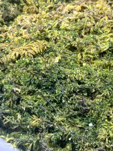 水苔に蒔いた胞子培養のその後。