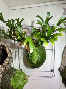 やっぱりリドレイ。