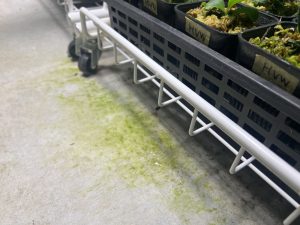 早くもコンクリに苔が生えている...