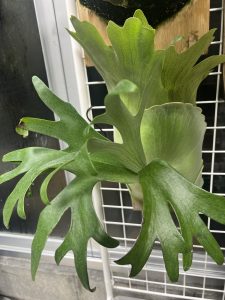 謎ビの整い方が素晴らしい。