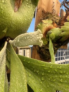 新芽の分岐をただ数えるだけ。