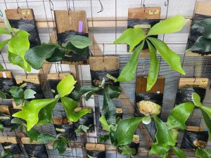 胞子培養だけで埋め尽くされていく。