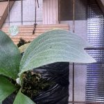 白筋に見惚れる。