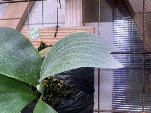 白筋に見惚れる。