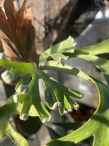 温室で復活するビカクたち。