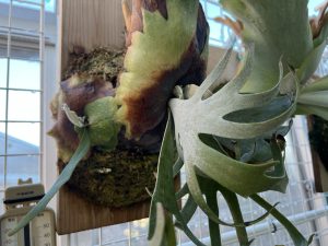 成長が止まったビカクシダのその後。