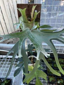 お友達のスポア株。