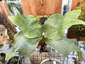 貯水葉...1まうぃ...