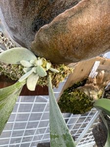 どうしようこの成長点...