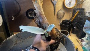 ビカクシダを解剖してみた。