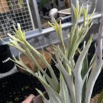 P.veitchii wildの本気。