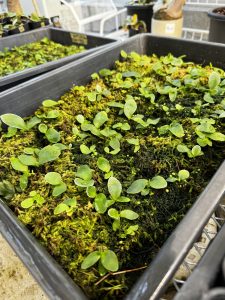 あと1カ月くらいしたら植え替え選別...