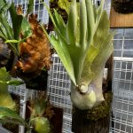 ドイトン、かっこいいよドイトン。