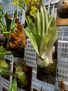 ドイトン、かっこいいよドイトン。