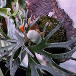 ジェイドガールの胞子培養株...