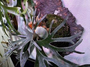 ジェイドガールの胞子培養株...