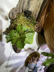 リドドワに肥料カップで施肥する。