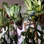 コロナリウムの胞子を収穫したい。