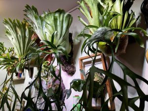 コロナリウムの胞子を収穫したい。