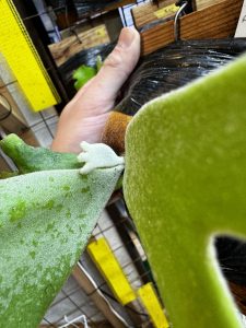 スポアなのに1株しかないのに…