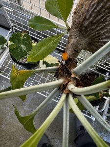 ミルメコディアのこれは...「実」？