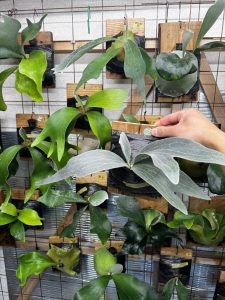 黒い...これは凄く期待しちゃう個体...