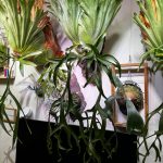 コロナリウムのいるリビング...