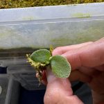 胞子苗を植えていく。