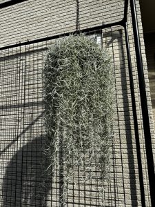 ウスネオイデスが本当に良く育つ...