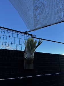 春を迎えに行く。