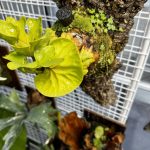 リドレイドワーフと雑草が可愛い。