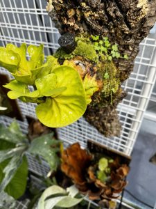 リドレイドワーフと雑草が可愛い。