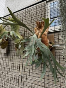 っと思ったら雨雪。